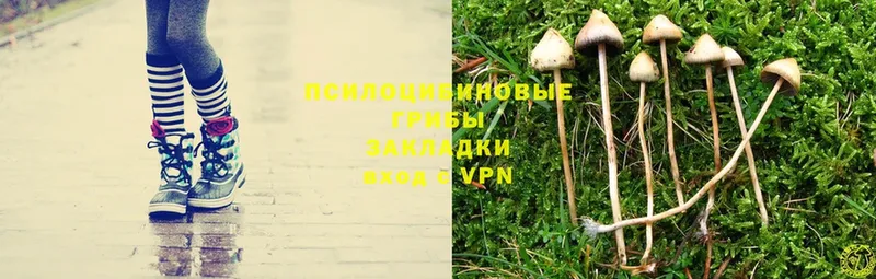 Псилоцибиновые грибы Psilocybe  Белорецк 